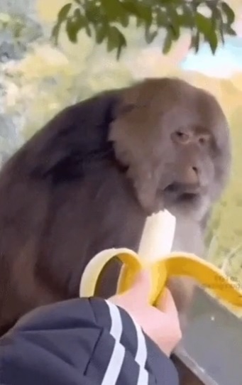 원숭이에게 먹던 바나나를 주면