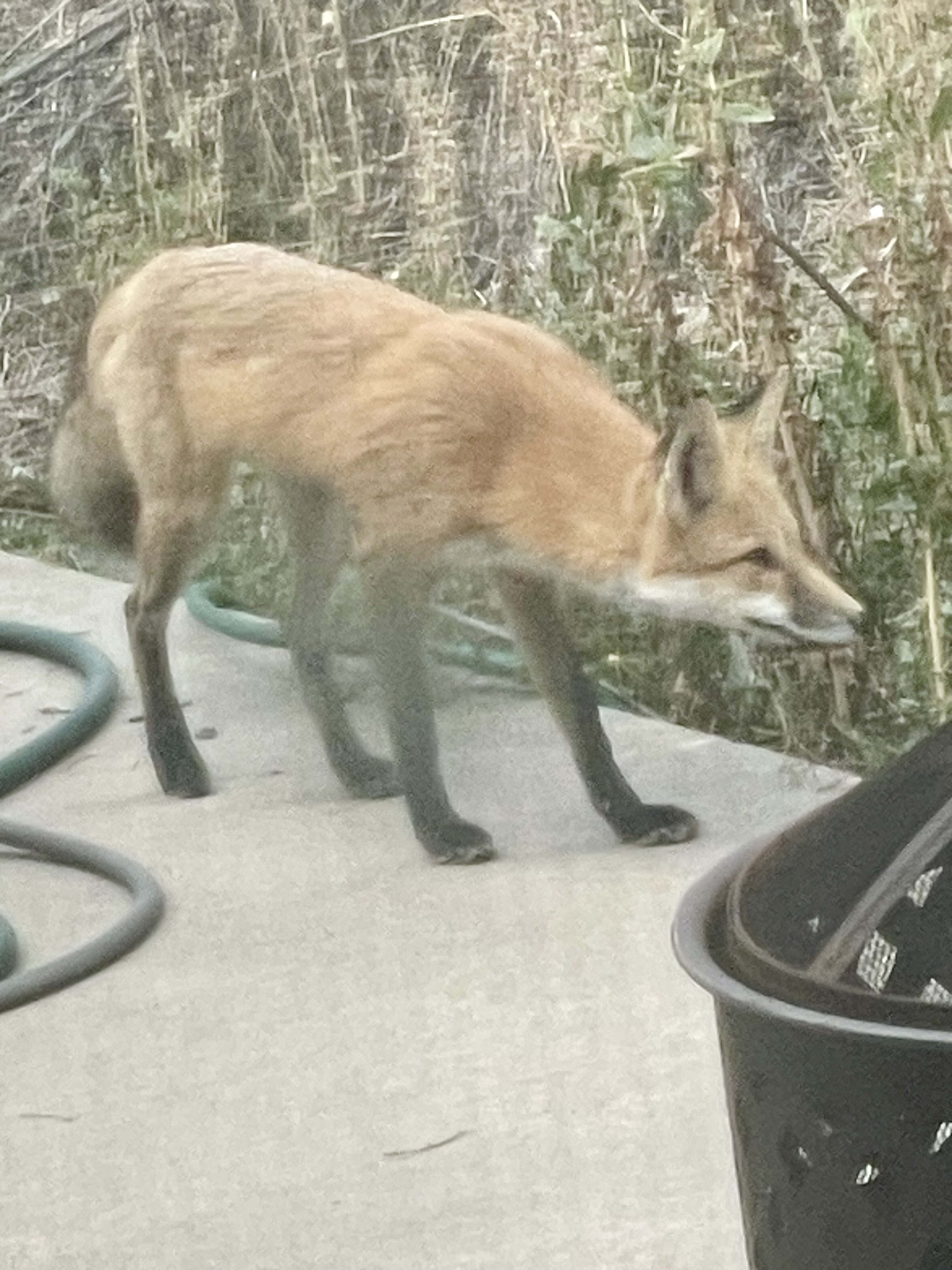 Ceding Fox Copy URL