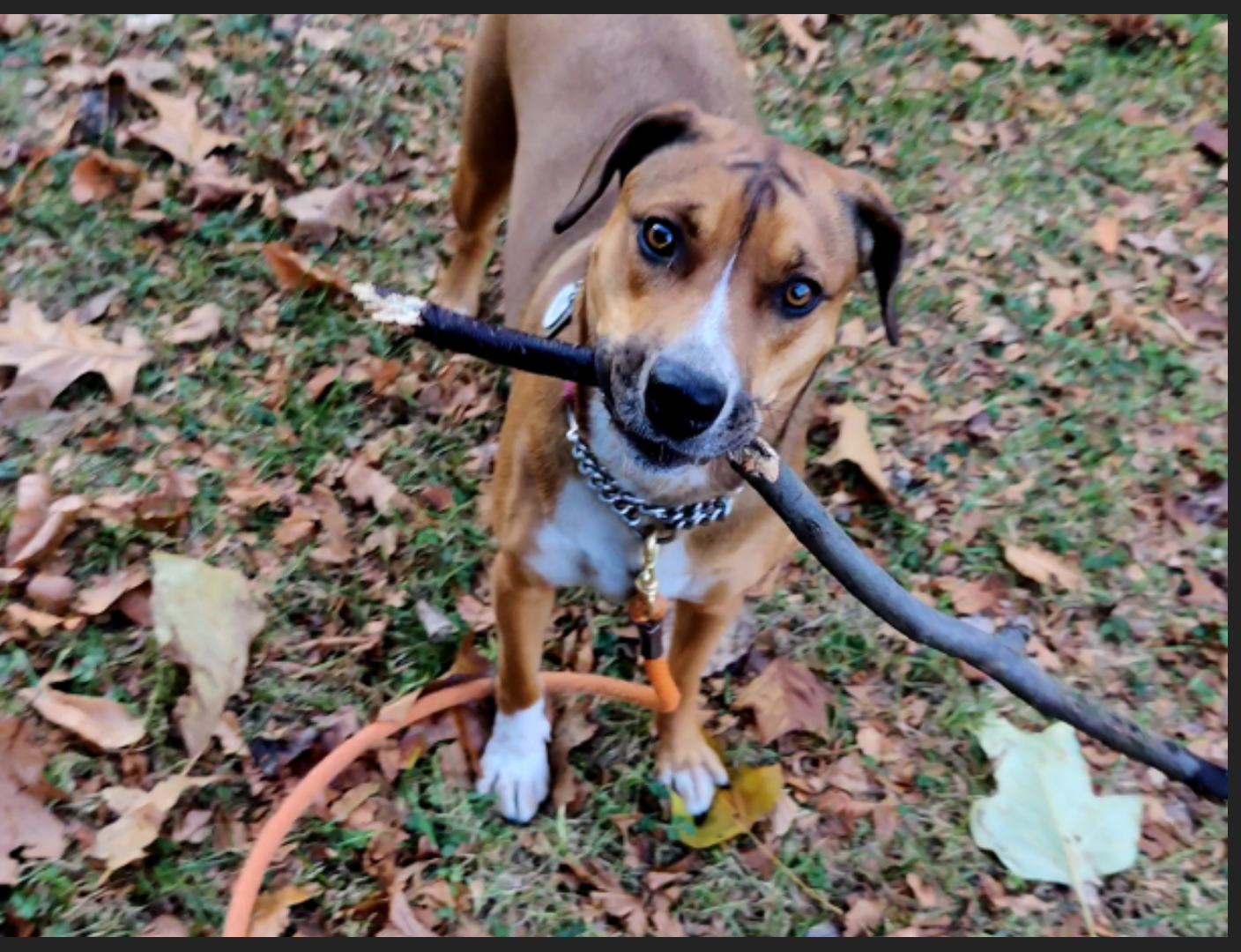 Dog biting outlet leash and jumping