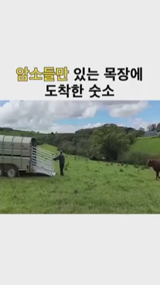 암소들만 있는 목장에 도착한 숫소