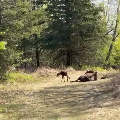 Image For Post Moose calves taking first steps today | licensed video CC BY-SA 3.0