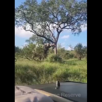 Image For Post Elephant casually pushes down huge tree