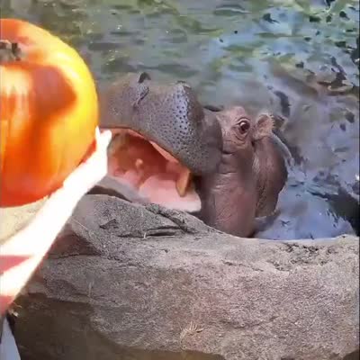 Image For Post Hippopotamus eating a pumpkin