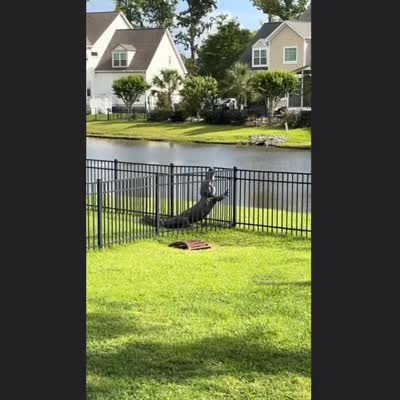 Image For Post An alligator doing their best to climb over a fence  |  MadDog Dark Movie®
