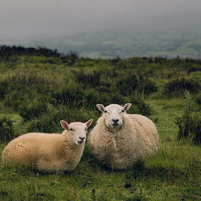 Image For Post two sheep