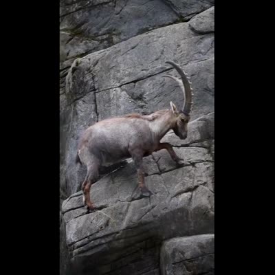 Image For Post The Alpine ibex