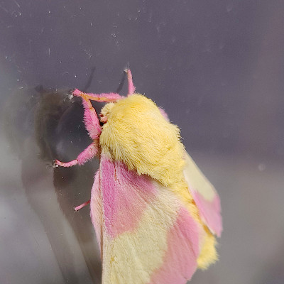 Image For Post Rosy Maple Moth