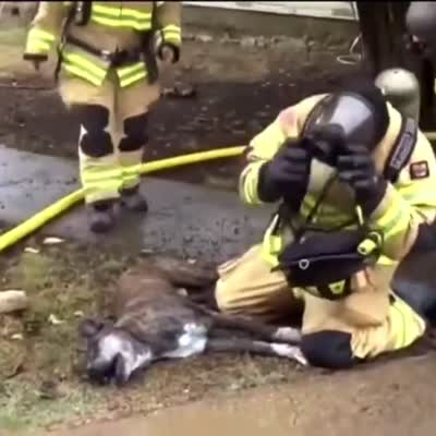 Image For Post A firefighter saves the life of a helpless dog