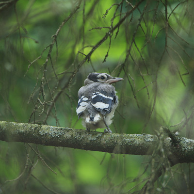 Image For Post Fledgling Blue Jay
