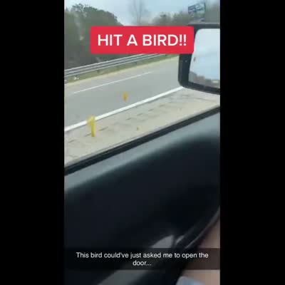 Image For Post Hit a Bird