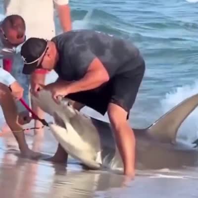 Image For Post Removing a hook from a shark