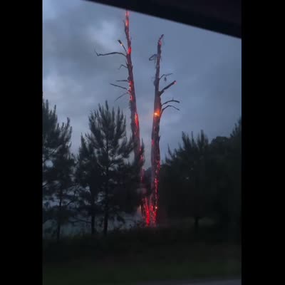 Image For Post Aftermath of tree struck by lightning