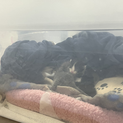 Image For Post Newborn kittens at Greater Birmingham Humane Society
