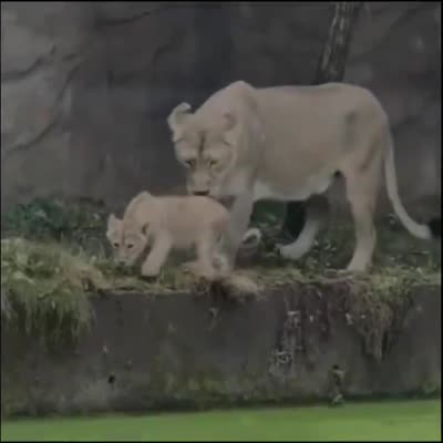 Image For Post A lion pushes its child without knowing it is water