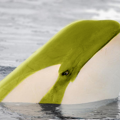 Image For Post Orca