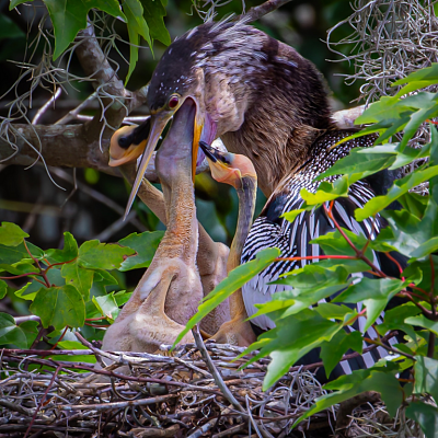 Image For Post Anhingas