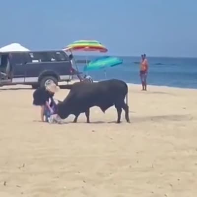 Image For Post Bull Attacks Tourist on the Beach in Mexico