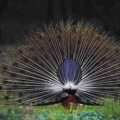 Image For Post A peacock 🦚 welcoming monsoon