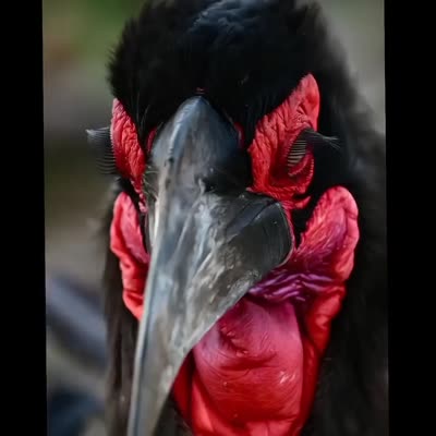Image For Post The fabulous "eyelashes" of the Southern Ground Hornbill