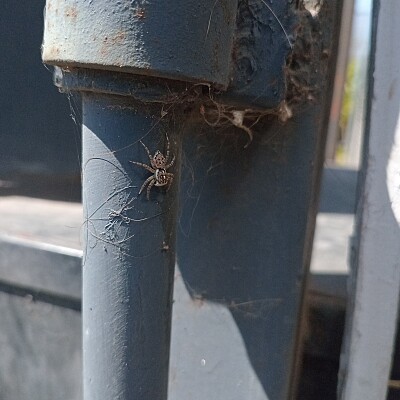 Image For Post Jumping Spider