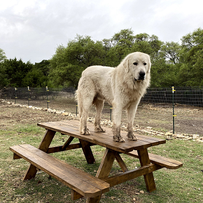 Image For Post | Great Pyrenees