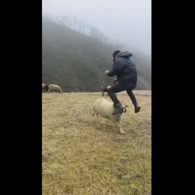 Image For Post Goat getting confused by man jumping over them