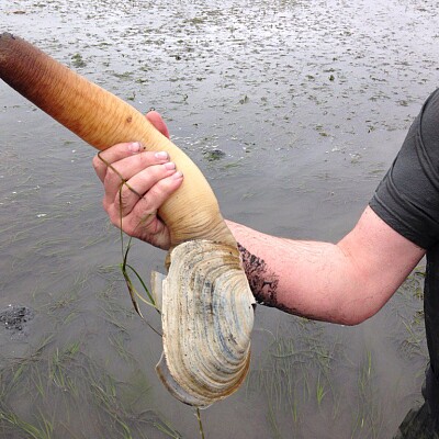 Image For Post Pacific geoduck: The large, phallic clam that can live longer than 165 years