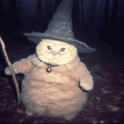 Image For Post Wizard Cat