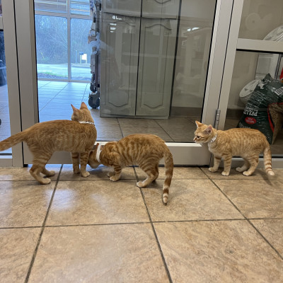 Image For Post | L-R: Colby, Cheddar, and Cheeto