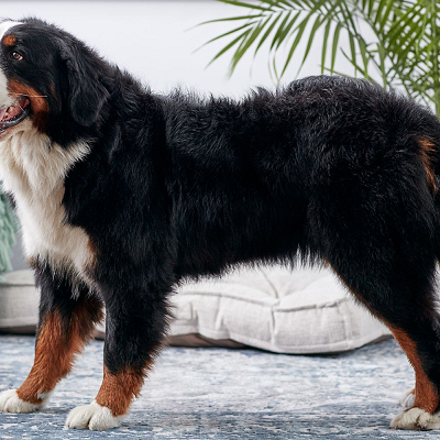 Image For Post | Bernese Mountain