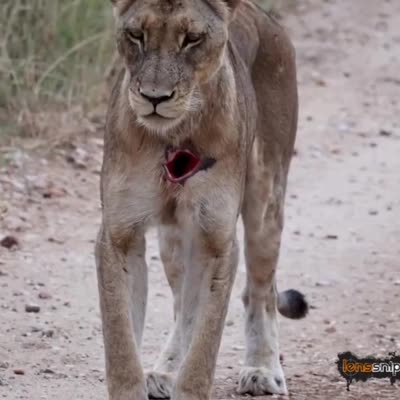 Image For Post Lioness that got harpooned by a cape buffalo