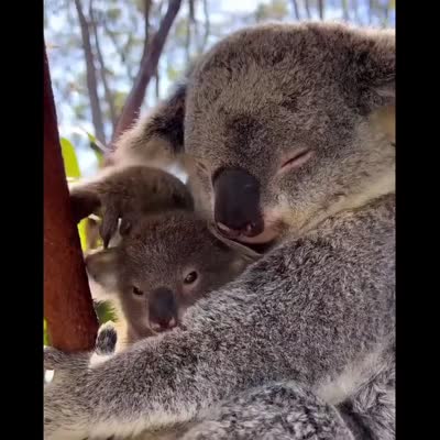 Image For Post The koala (Phascolarctos cinereus) WeeFun®
