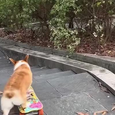 Image For Post Puppy with skateboard on the stairs.