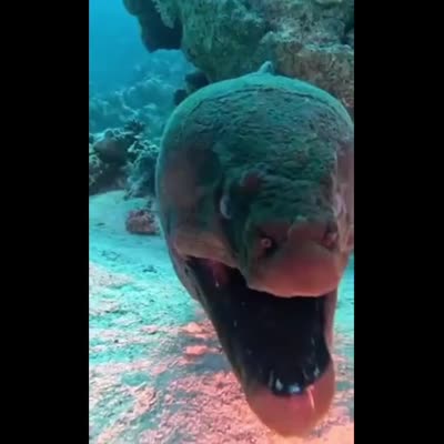 Image For Post A moray eel's mouth