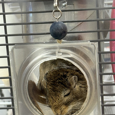 Image For Post Cute rodents asleep at GBHS