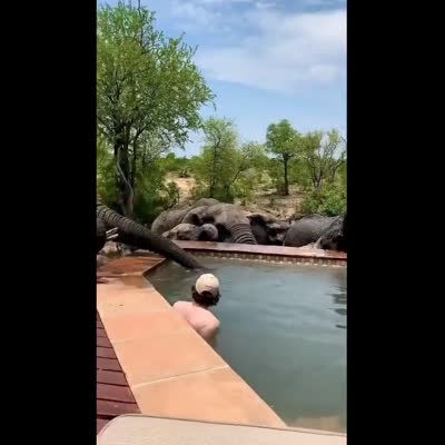 Image For Post Wild elephants in Africa came to people to cool off in a pool