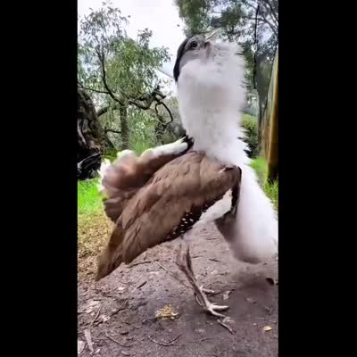 Image For Post The Australian bustard