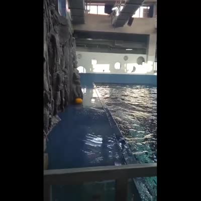 Image For Post How this beluga whale cleverly retrieves his ball