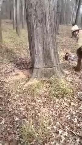 의외로 나무에서 태어나는 동물